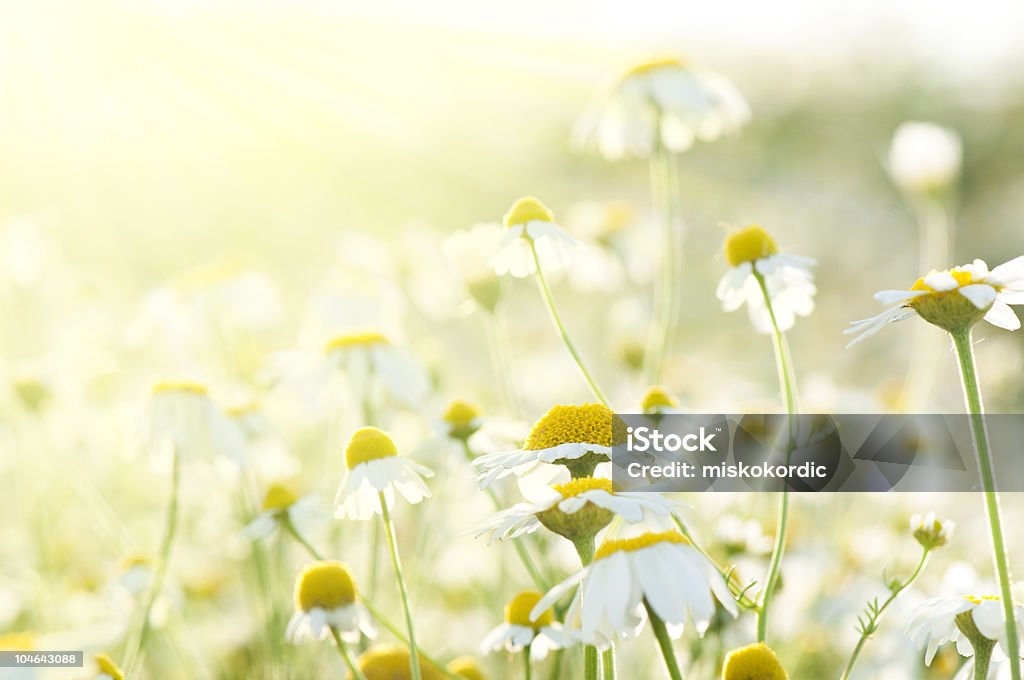 花の背景 - ハーブ カモミールのロイヤリティフリーストックフォト