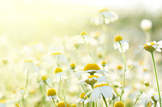 istock Wild daisies growing in a meadow 104643088