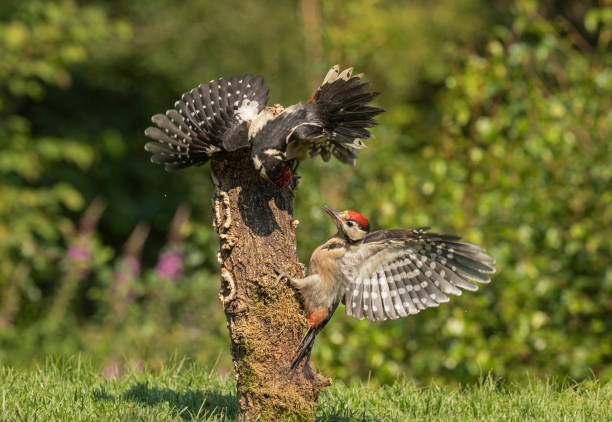 istock Great Spotted Woodpeckers 1046431530
