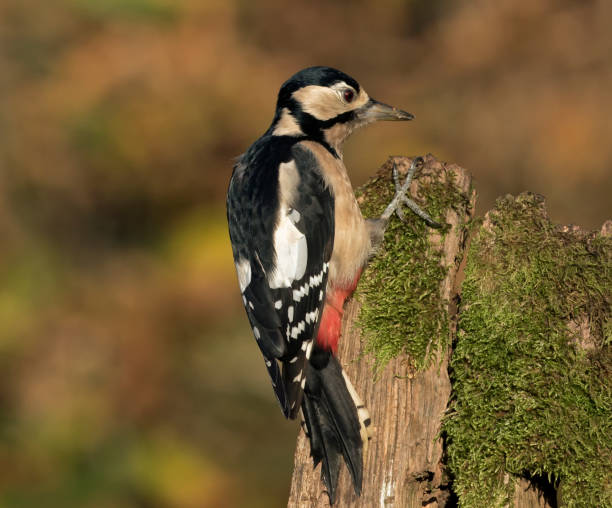 istock Great Spotted Woodpecker in Golden light 1046433934