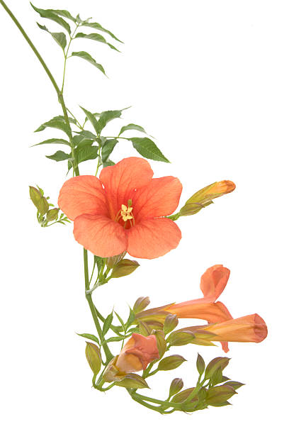 Bignonia Enredadera De Trompeta Ramo De Flores Naranja Foto de stock y más banco de imágenes de Enredadera de trompeta - iStock Bignonia Enredadera De Trompeta Ramo De Flores Naranja Foto de stock y más banco de imágenes de Enredadera de trompeta - iStock