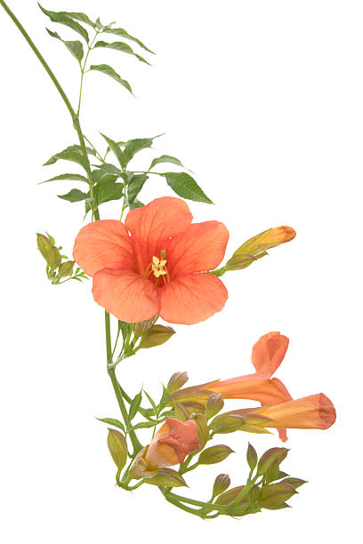 bignonia, trumpet vine, cluster of orange flower  bignonia stock pictures, royalty-free photos & images