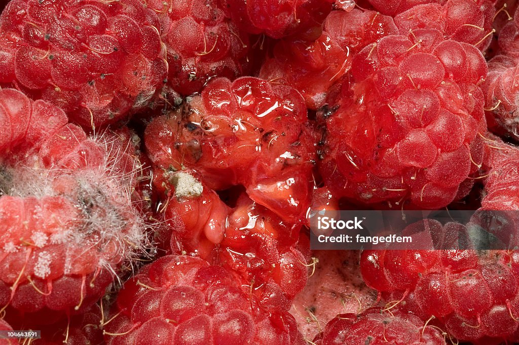 Baies été mauvaise - Photo de Framboise libre de droits