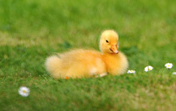 istock Chick of a Diepholzer Goose 104643699