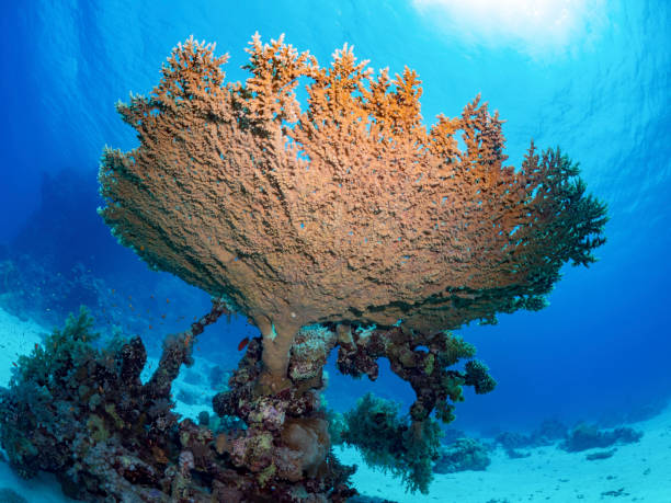 istock Coral in the back light of the sun 1046439144
