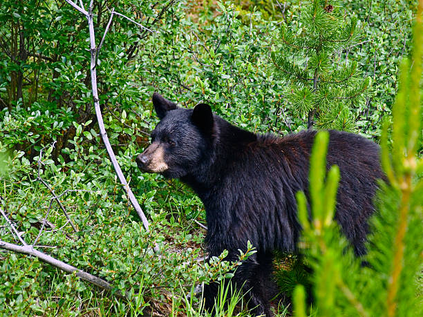 istock black bear hunting in banff canada 104644080