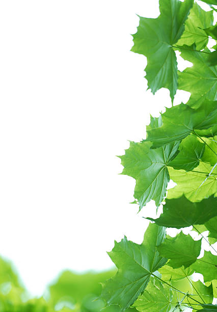 Fresh green leaves. Defocused background.Extremely shallow DOF stock photo