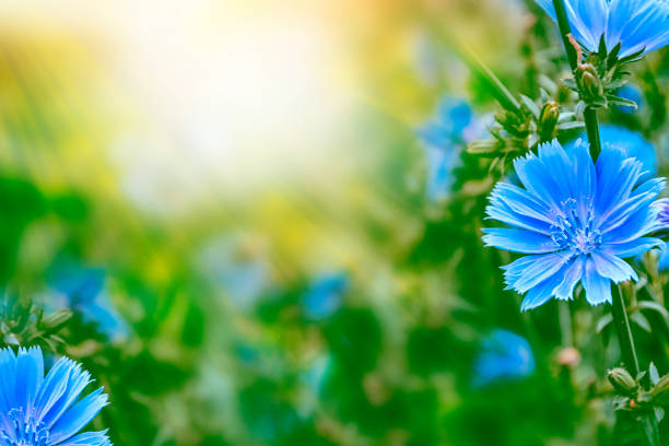 istock Bright flowers of chicory 1046441836