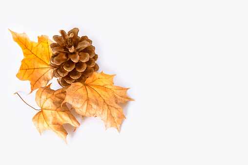 Bright and colorful autumn leaves on a white background.