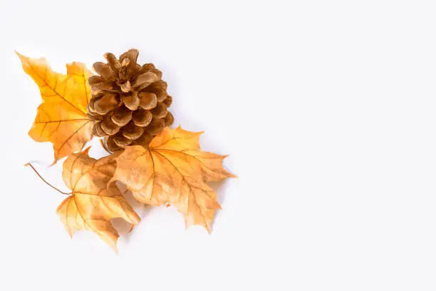 Photo of leaves. Indian summer. pinecone