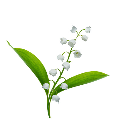 Lily of the valley flower on white background