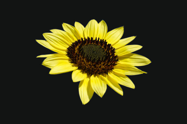 istock Sunflower head flower isolated on black background 1046444916