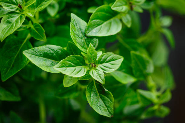 istock Fresh Leaves of basil 1046451304
