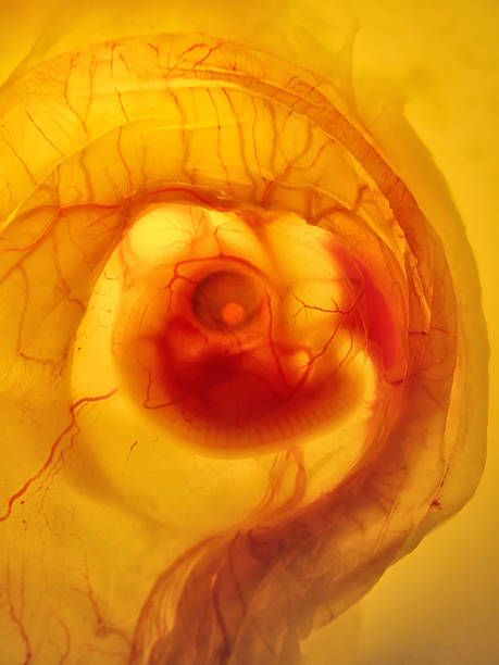 Chick Embryo  animal embryo photos stock pictures, royalty-free photos & images
