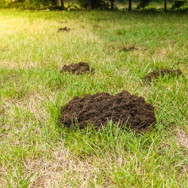 istock Piles of land made by a mole spoiled the lawn. 1046457180