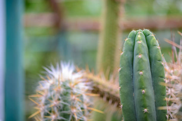 istock background with cactus theme , and place for your text. 1046457808