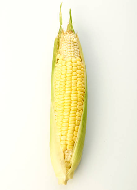 istock organic ear of corn on a white background 1046457990