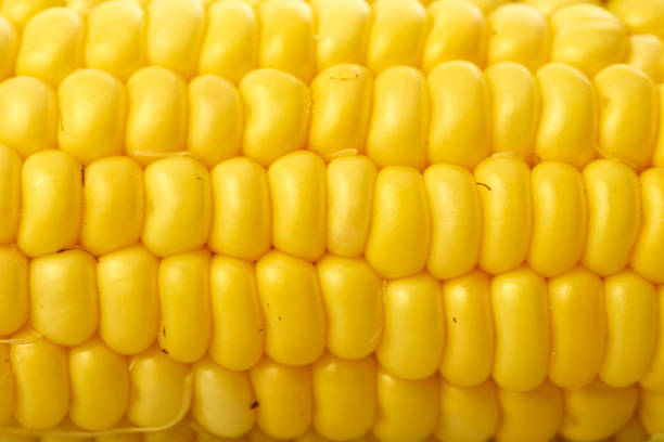 istock organic ear of corn on a white background 1046457996