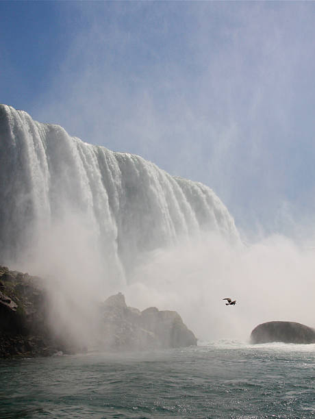 Gull at Niagara Falls stock photo