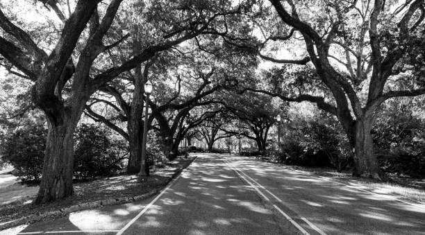 istock Well Established Trees Cover Roadway Branches Over Road 1046467662