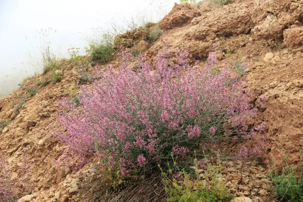 A Long-flowered Spur-valerian, latin name Centranthus longiflorus latifolius, growing in the mountains of Lebanon.