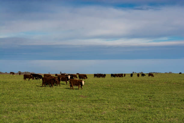 istock Cows in its habita 1046470580