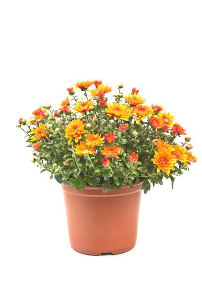 istock Chrysanthemum flowers isolated on white 1046470768