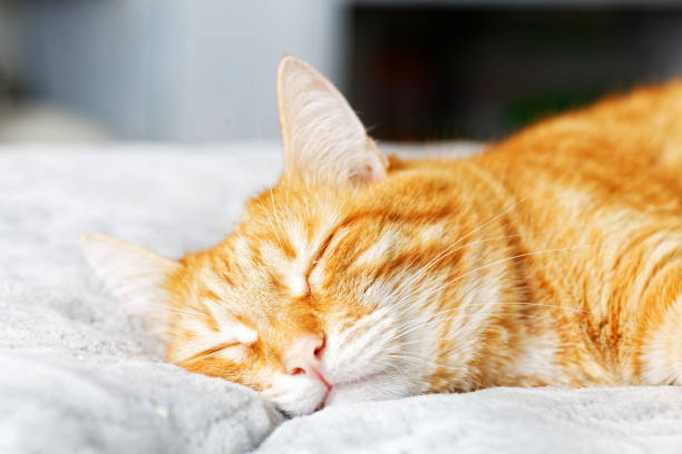 istock Red cat lying on the bed and dozing off with eyes closed 1046470856