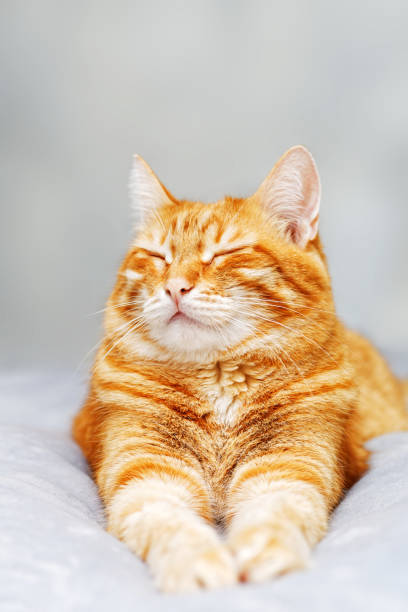 istock Red cat lying on the bed and dozing off with eyes closed 1046470858