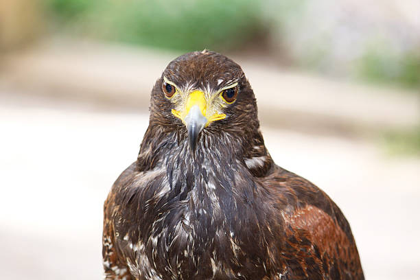 falcon portrait stock photo