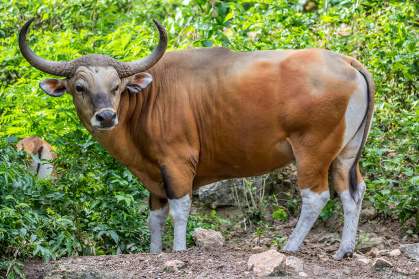istock A Banteng in the Forest 1046475386