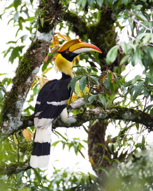 hornbill ptak : dorosły samiec wielki dzioborożca (buceros bicornis) - bicornis zdjęcia i obrazy z banku zdjęć