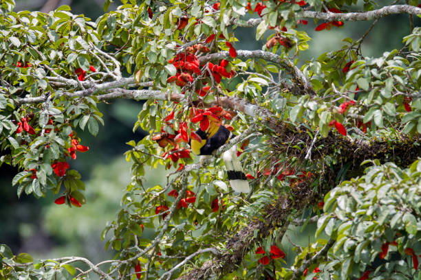 istock Hornbill bird : adult male Great hornbill (Buceros bicornis) 1046475578