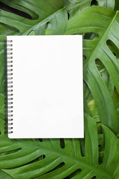 istock Tropical top view summer botanical concept still life white fram 1046485612