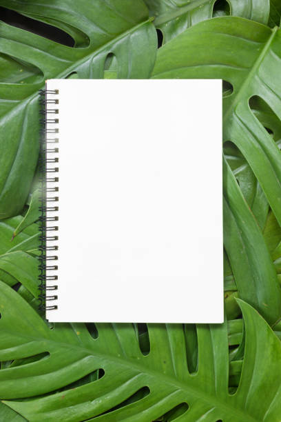 istock Tropical top view summer botanical concept still life white fram 1046485666