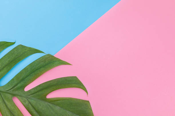 istock Monstera liana, vine top view still life tropical background 1046488678