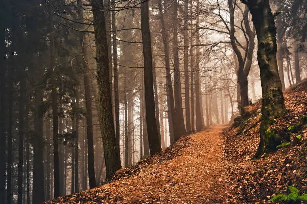 Photo of path in the woods with fog in background, autumn season