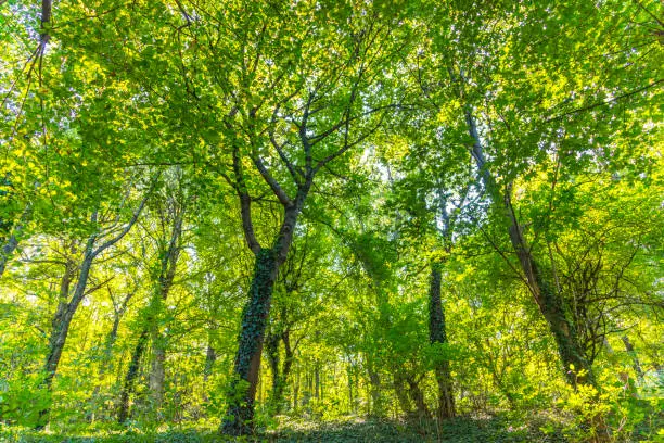 green forest background