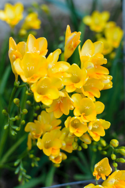 freesia fiori gialli dorati da vicino - beautiful outdoors vertical close up foto e immagini stock