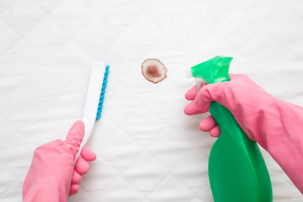Dry cleaner's employee hands in rubber protective gloves removing fresh or old blood stain from white mattress with cleanser and brush. Commercial cleaning company. Point of view shot. stock photo