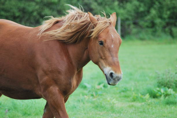 istock Suffolk punch horse 1046496736