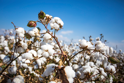 Cotton field agriculture, fresh organic naturel life