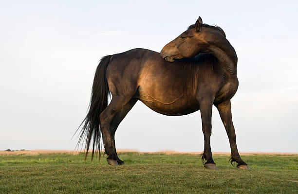 Heck horse (Equus ferus caballus), claimed to resemble the extinct tarpan (Equus ferus ferus).