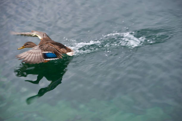istock Duck Landing on Lake 1046508088