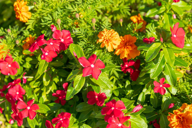 istock Colorful flowers 1046508306