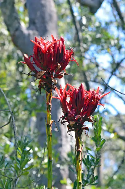 Photo of Pair of Gymea Lily flowers, Doryanthes excelsa, growing in sclerophyll forest in the Royal National Park, Grays Point, Sydney. Also known as the Flame Lily or Spear Lily. Native to east coast of New South Wales, Australia.