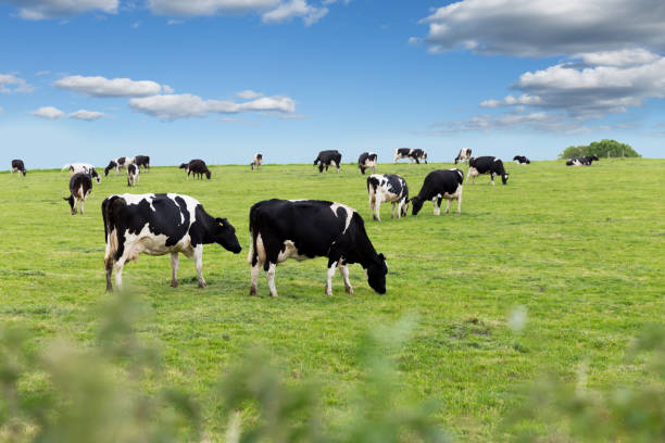 istock Perfect farm cows on a green meadow 1046514402