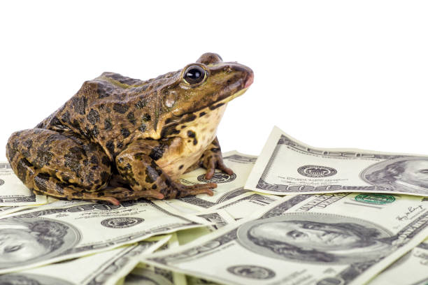 istock frog on the money 1046515128