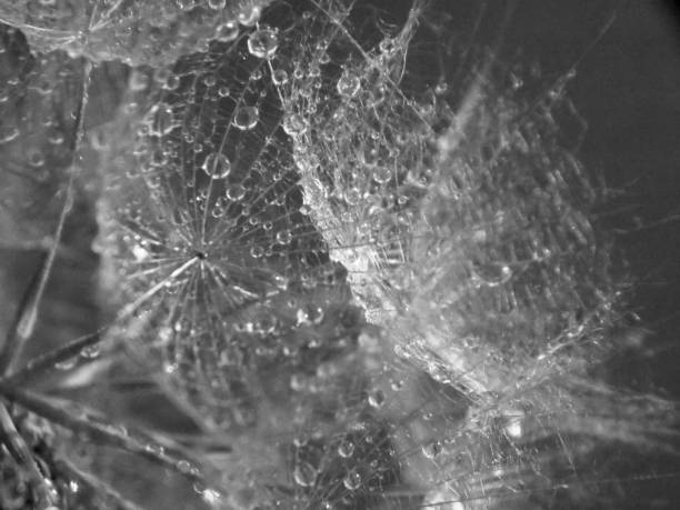 istock seed plants and drops of rain 1046517842