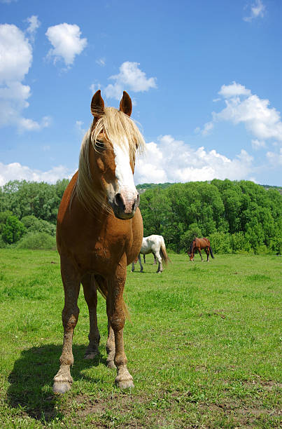 Curious horse stock photo